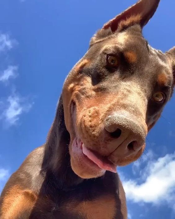 EL SECRETO DE UN CACHORRO SOCIAL