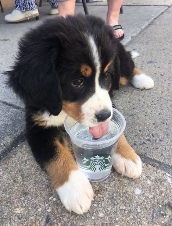 LA PRIMERA LECCIÓN A UN CACHORRO